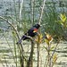 Flickr photo 'Red-winged Blackbird  Agelaius phoeniceus' by: gailhampshire.
