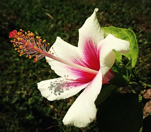 hibiscus white mixedcoloursofflower redminote4 redmiphone xiaomi garden flower