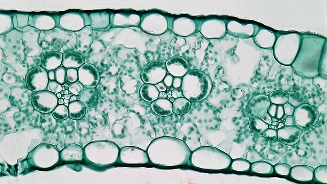 Angiosperm Morphology: Bundle Sheaths in Zea Leaf