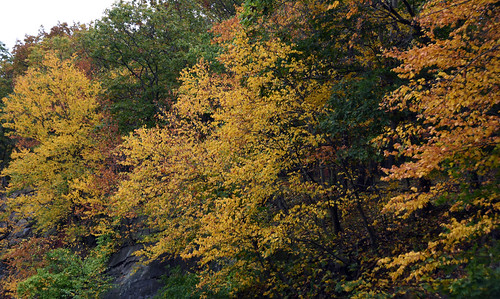 Picture Of Fall 2017 Fall Foliage. Photo Taken Sunday October 8, 2017 | by ses7