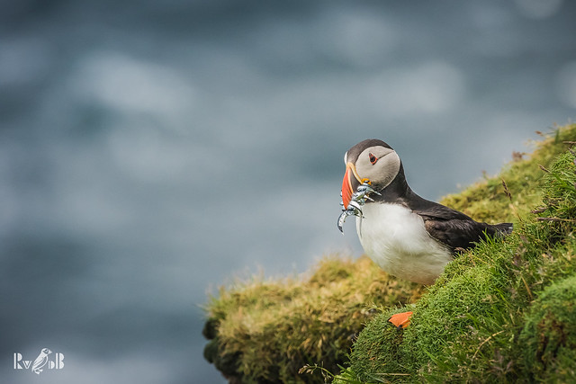 Puffin at Unst, Shetland