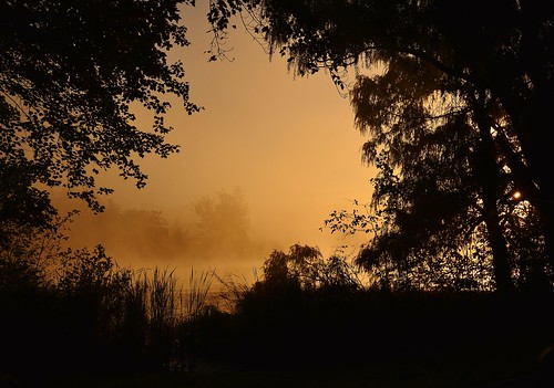sunrise steam fog mist tree lake reichardslake reichards nikon d610 rwgrennan rgrennan ryan grennan water silhouette leaves fall morning golden nature landscape window dawn