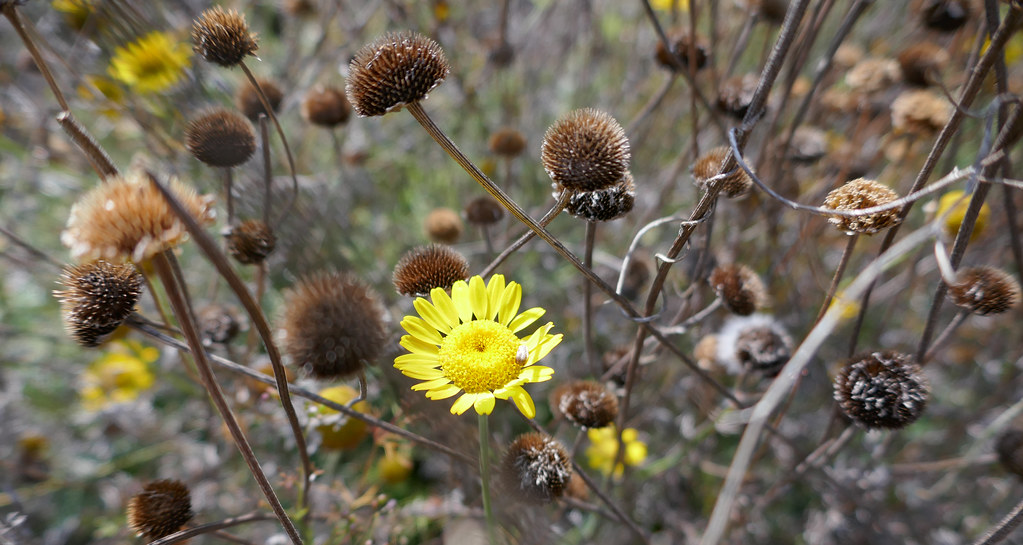 One yellow flower among the family seedheads