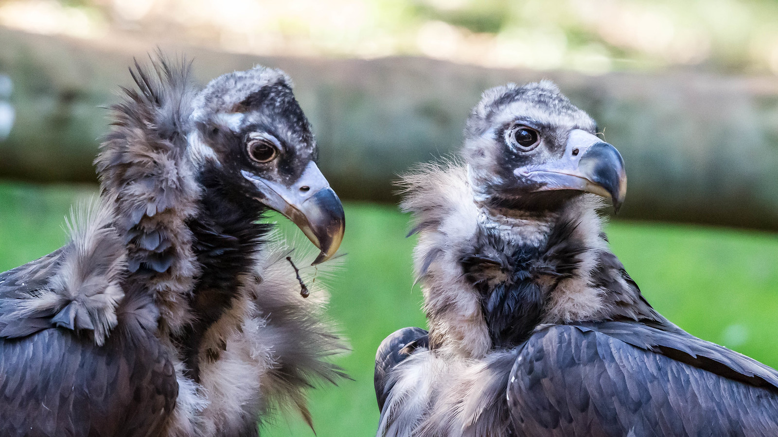Eurasian Black Vulture (Aegypius monachus) | Flickr