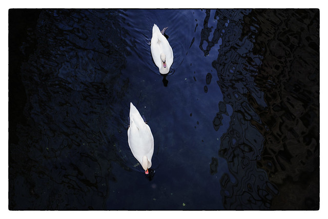 Swans of Oslo