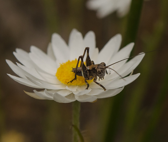 Grasshopper on everlasting flower