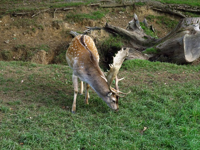 Deer in Bucklebury Farm Park