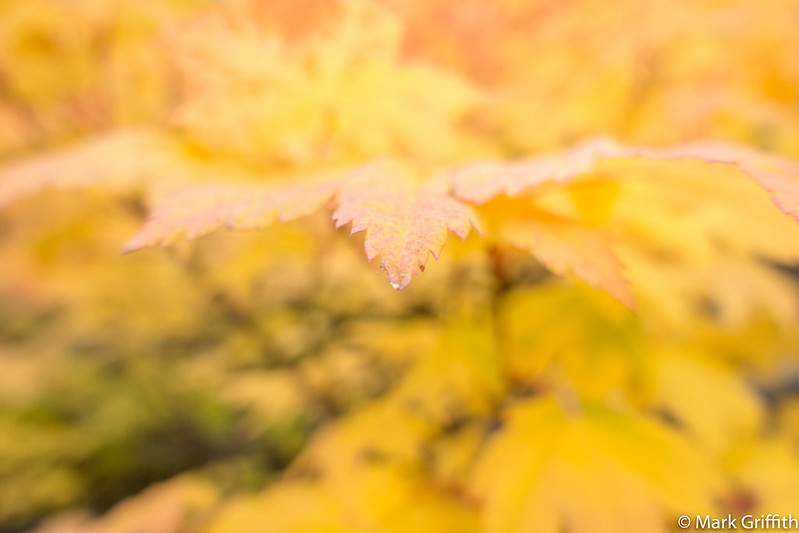 It Was all Yellow
