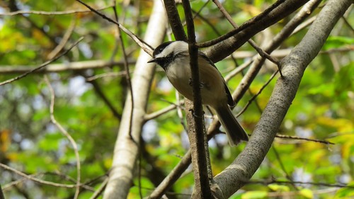 Black-capped Chickadee | by Greg Froude
