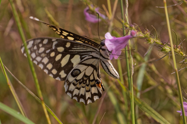 095A4728 - Common Swallowtail