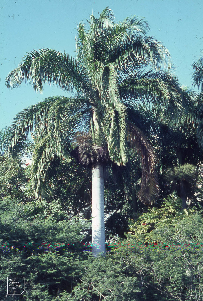Royal Palm Roystonia Regia Or Roystonia Elata Hope Gardens
