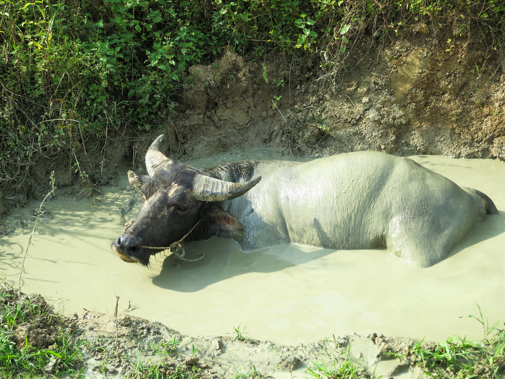 Libo County, Guizhou Province, China. Water buffalo enjoying a rest from work.