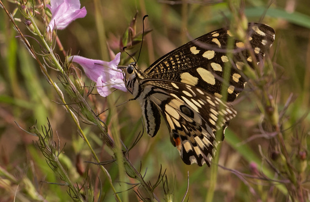 095A4699 - Common Swallowtail