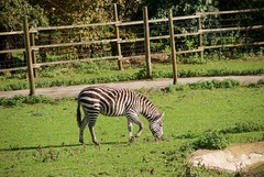 Dartmoor Zoo