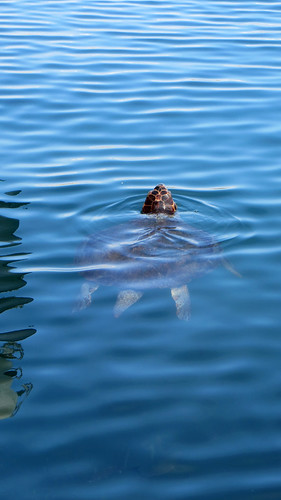 Kreta 2017 392 En daar is hij dan, de beroemde zeeschildpad van Chania. Bijna anderhalve meter groot! / And there he is, the famous sea turtle of Chania. Half a meter in size!