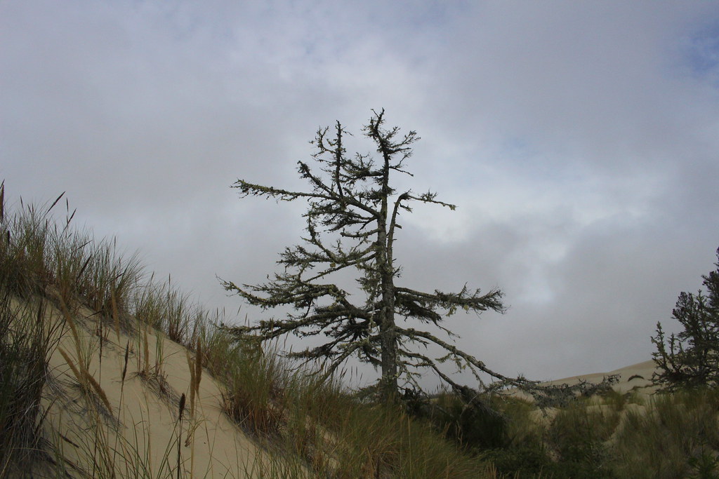 Marker tree at the end of the dunes