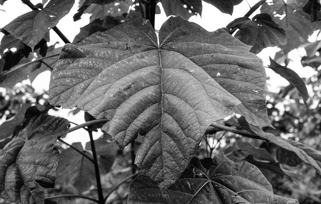 Oxytree Leaf