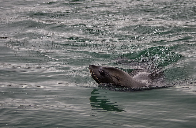 Walvis Bay: Cape Fur Seal