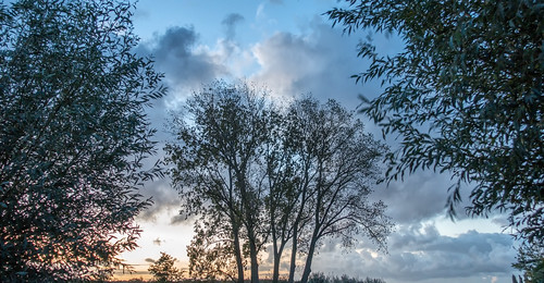 middendelfland bluemonday dawn silhouette sky trees nederlandvandaag