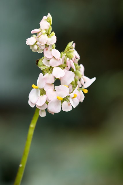 Begonia carolineifolia 4208-1; Begoniaceae (1)