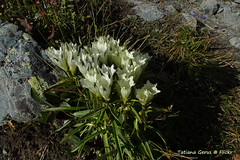 Flowers of Altai: arctic gentian. Горечавка