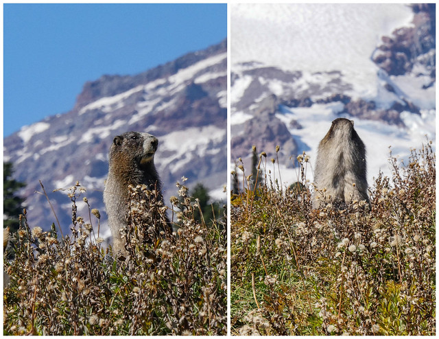 Marmot facing both ways at Mt. Rainier NP