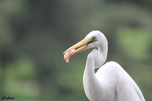 Yellow beak - Hong Kong | by cattan2011