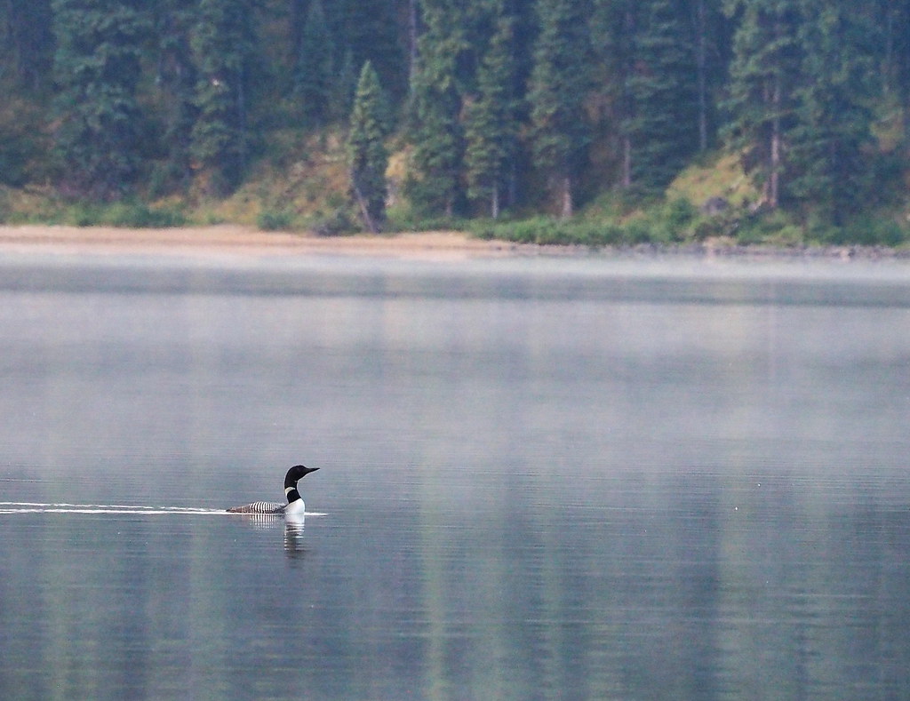 Lonely Loon