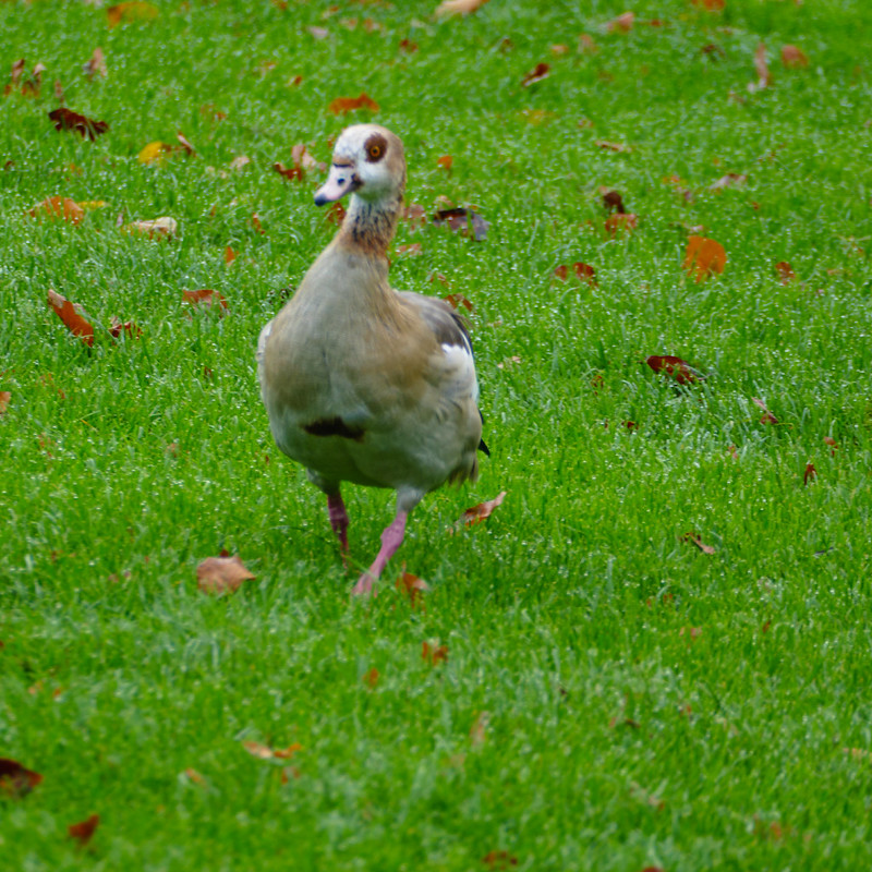 Goose stepping - Egyptian goose
