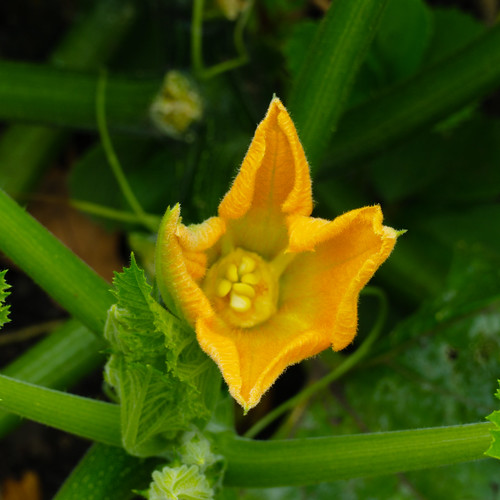 Yellow: courgette flower