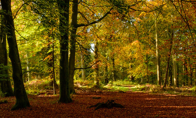 Forest of Dean Autumn.
