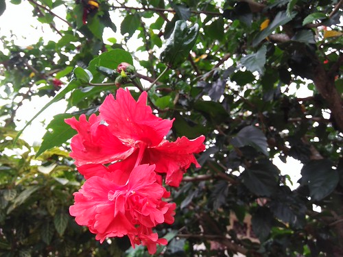 Bunga Raya | by Nurul Fariha Hassan (C14A0753)