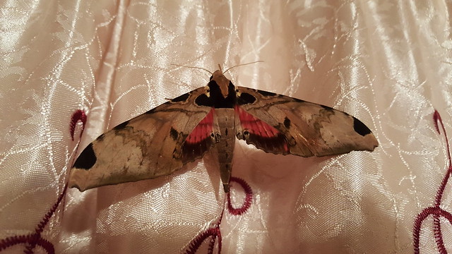 Curtains for the Syssphinx molina Moth