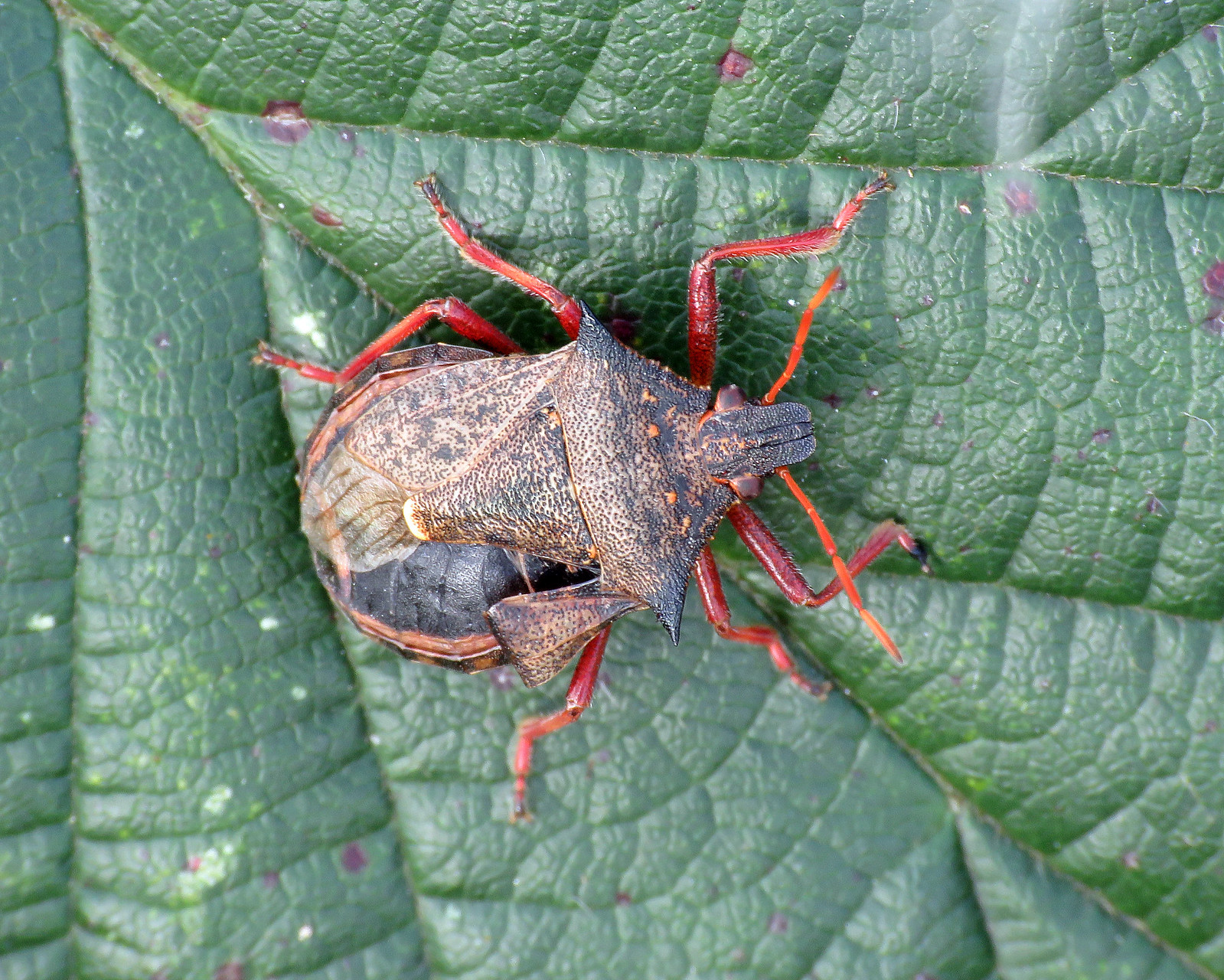 Spiked Shieldbug - Picromerus bidens