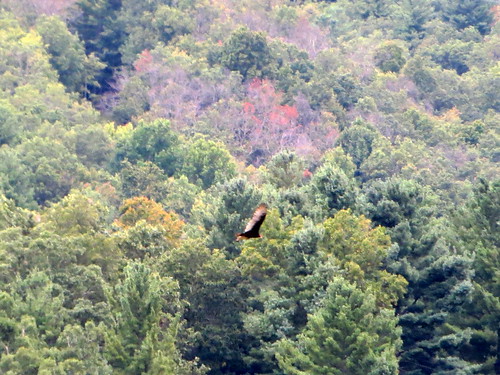 bland va virginia blandcounty bird flight wings tree trees greenery woods forest nature natural outdoors outside canon powershot elph 520hs