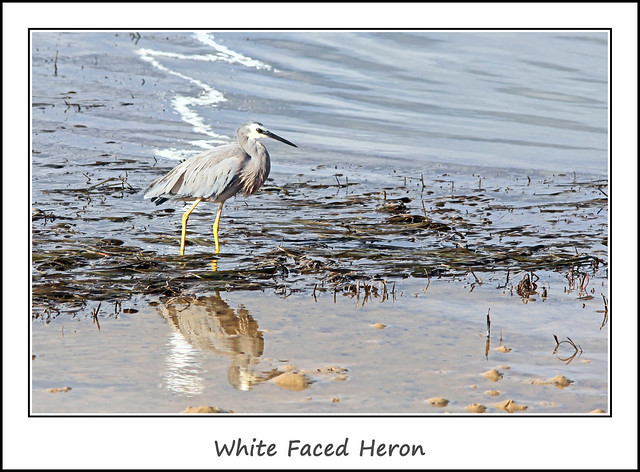White Faced Heron