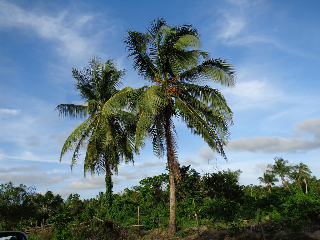 Guyana's lanscapes and images. Photo by Francois Sandrin/CIFOR cifor.org blog.cifor.org...