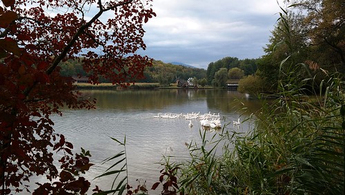 lake autumn geese windmills landscape