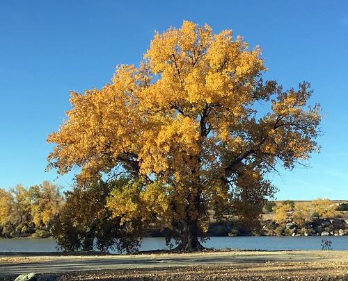 Eastern Cottonwood &lt;i&gt;Populus deltoides&lt;/i&gt;
Sheridan SFL, Sheridan County, Kansas
October 23, 2016
