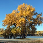 Eastern Cottonwood &lt;i&gt;Populus deltoides&lt;/i&gt;
Sheridan SFL, Sheridan County, Kansas
October 23, 2016