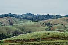 Cattle Along Hillside, Colombia