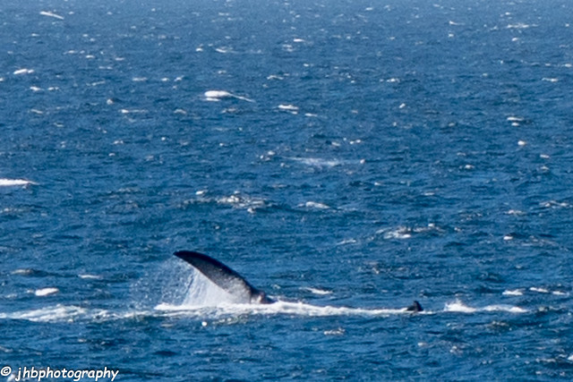 Whale - Capetown, South Africa - Summer 2017-649.jpg