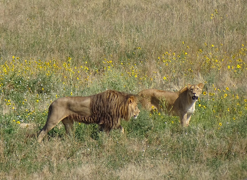 lion lioness wildanimalsanctuary sanctuary zoo animal cat bigcat denver colorado