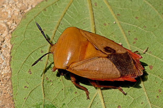 Tessaratoma papillosa - the Lychee Stink Bug