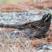 Flickr photo 'Zonotrichia albicollis (White-throated Sparrow)' by: Arthur Chapman.