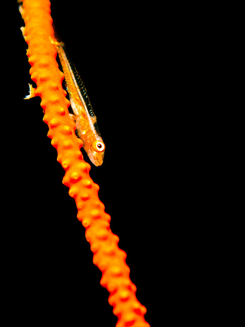 wire-coral goby