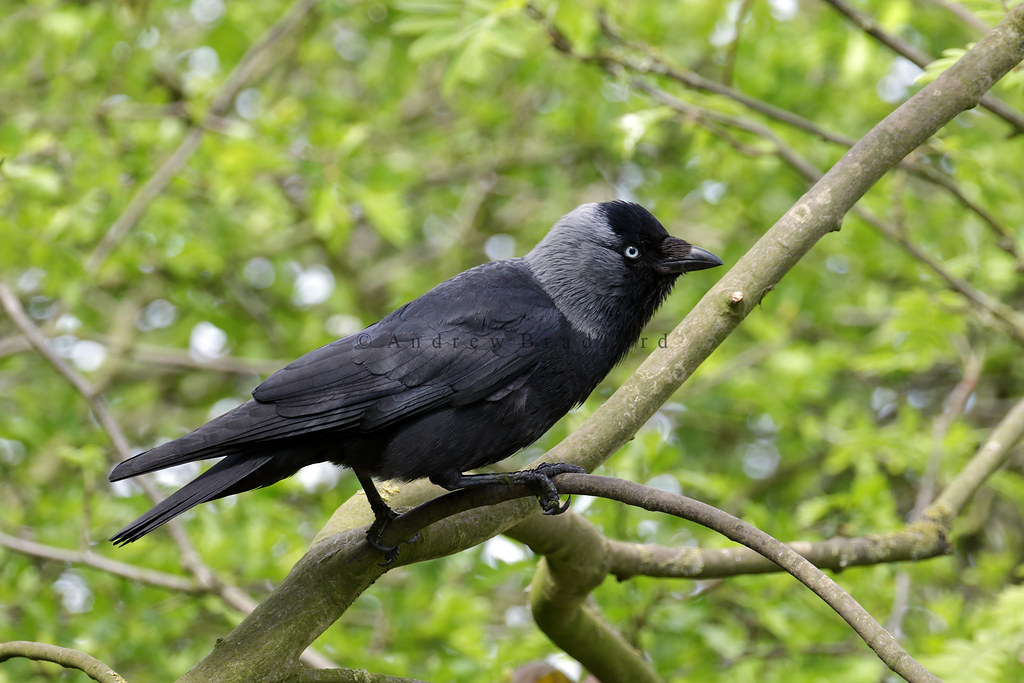 Jackdaw (Corvus monedula) - Bempton, Yorkshire.