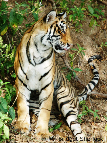 A2 tiger upright