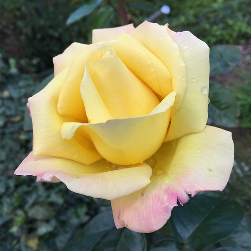3 . Oktober - Rose | by Rosa Maria Amelia