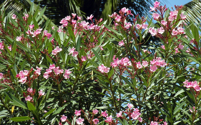 Search: oleanders | Flickr